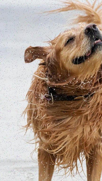 Dog being washed outdoors